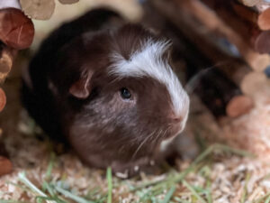 Guinea pig peering out from wooden arch in his cage. He looks very cute and has brown fur, with a white strip of fur down his nose and above his eyes