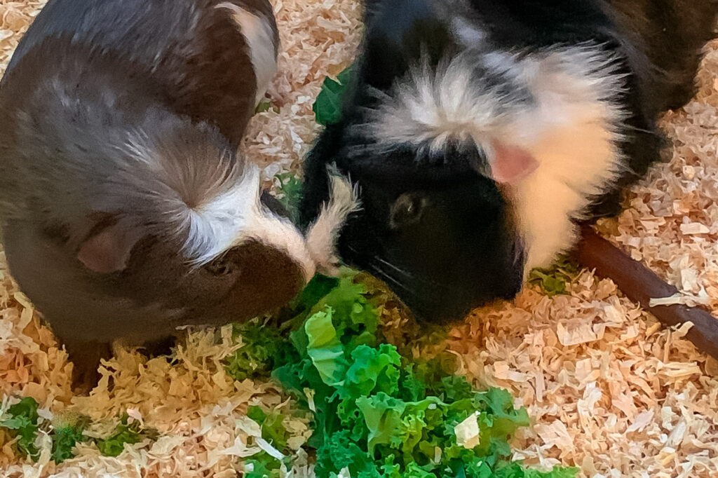 Archie fighting for kale from his brother Jack. Archie is noticeably smaller than Jack, and has brown and white fur, whereas Archie has black and white fur.